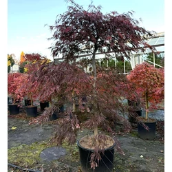 ACER PALMATUM DISSECTUM INABA SHIDARE SZÖKŐKÚT FORMA K35