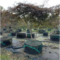 ACER PALMATUM DISSECTUM INABA SHIDARE TÖBBTÖRZSES K285