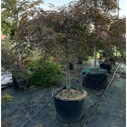 ACER PALMATUM DISSECTUM INABA SHIDARE T120 K80