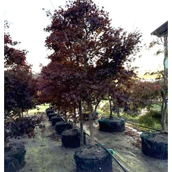 Japán juhar  ACER PALMATUM FIREGLOW 250/300 K285