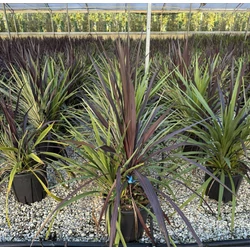 Bunkóliliom  CORDYLINE AUSTRALIS TRIO K18