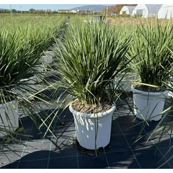 Áfonyaliliom DIANELLA REVOLUTA COOLVISTA K7
