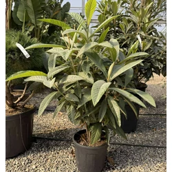 Japán naspolya  ERIOBOTRYA JAPONICA 80/100 K18