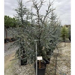 Atlasz cédrus  CEDRUS ATLANTICA GLAUCA 200/250 K45