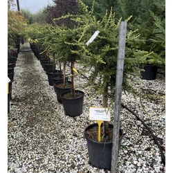Libanoni cédrus   CEDRUS LIBANI SARGENTII T1/4 K18