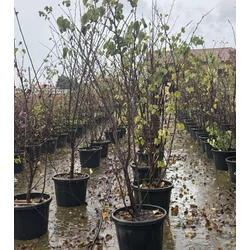 Kanadai júdásfa   CERCIS SILIQUASTRUM 120/150 K45
