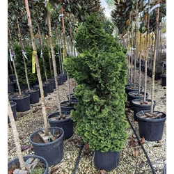 Hinoki hamisciprus CHAMAECYPARIS OBTUSA NANA GRACILIS 100/120 K25