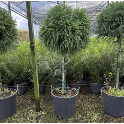 Törpe japán szugifenyő  CRYPTOMERIA JAPONICA GLOBOSA NANA T1/2 50/60 K30