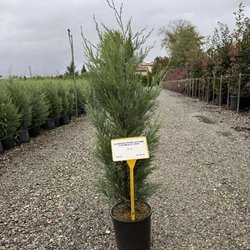 Leyland ciprus  CUPRESSOCYPARIS LEYLANDII PYRAMIDALIS K5