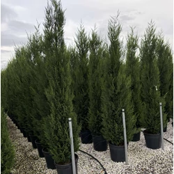 Leyland ciprus  CUPRESSOCYPARIS LEYLANDII PYRAMIDALIS 200/225 K30