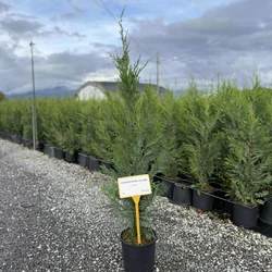 Leyland ciprus  CUPRESSOCYPARIS LEYLANDII 80/+ K5