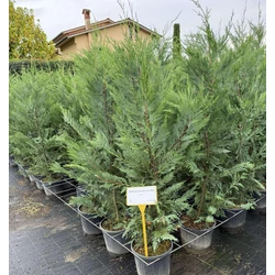 Leyland ciprus  CUPRESSOCYPARIS LEYLANDII 125/150 K9