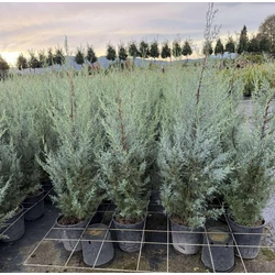 Oszlopos, kék arizoniai ciprus  CUPRESSUS ARIZONICA FASTIGIATA 80/100 K9
