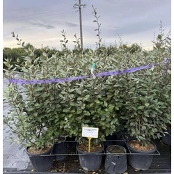 ezüstfa  ELAEAGNUS EBBINGEI COMPACTA 100/120 K18