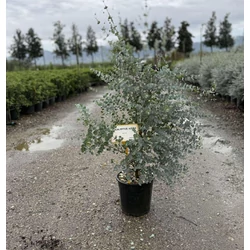 Havasi eukaliptusz  EUCALYPTUS GUNNII AZURA 40/60/+ K9