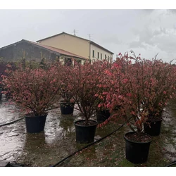 Szárnyas kecskerágó EUONYMUS ALATUS 120/150 K45