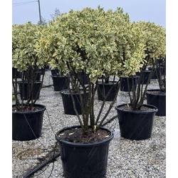 Japán kecskerágó    EUONYMUS JAPONICUS BRAVO TÖBBTÖRZSES 120/150 K70