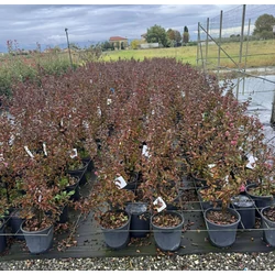 Kínai selyemmirtusz    LAGERSTROEMIA INDICA DYNAMITE 40/60 K9