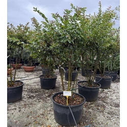 Kínai selyemmirtusz    LAGERSTROEMIA INDICA WATERMELON TÖBBTÖRZSES 180/200 K160