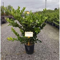  japán fagyal  LIGUSTRUM TEXANUM 60/+ K9