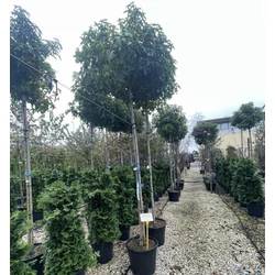 Amerikai ámbrafa  LIQUIDAMBAR STYRACIFLUA GUMBALL T200 10/12 K30