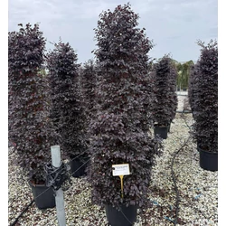 Kínai rojtosvirág    LOROPETALUM CHINENSE BLACK PEARL 150/175 K35