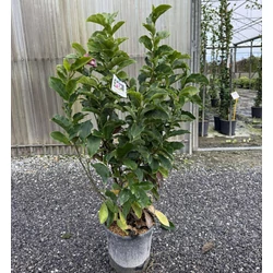 Nagyvirágú liliomfa    MAGNOLIA SOULANGEANA 80/100 K9
