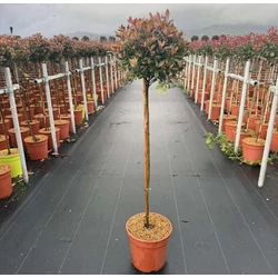 Örökzöld korallberkenye    PHOTINIA FRASERI CHICO T1/2 K9