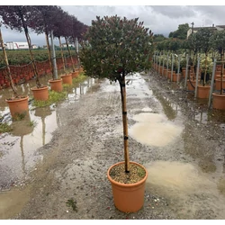 Örökzöld korallberkenye    PHOTINIA FRASERI CHICO T1/2 K18