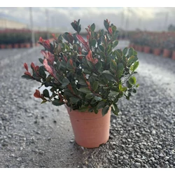 Örökzöld korallberkenye    PHOTINIA FRASERI LITTLE RED ROBIN 20/40 K9