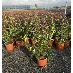 Örökzöld korallberkenye    PHOTINIA FRASERI MAGICAL VULCANO K3