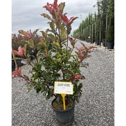 Örökzöld korallberkenye    PHOTINIA FRASERI MAGICAL VULCANO 60/+ K9