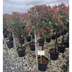 Örökzöld korallberkenye    PHOTINIA FRASERI MAGICAL VULCANO T1/2 K18