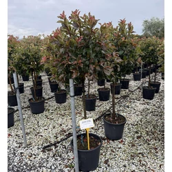 Örökzöld korallberkenye    PHOTINIA FRASERI MAGICAL VULCANO T1/2 K30