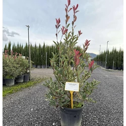 Örökzöld korallberkenye    PHOTINIA FRASERI PINK MARBLE 100/+ K18