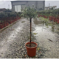 Örökzöld korallberkenye    PHOTINIA FRASERI PINK MARBLE T1/4 K7