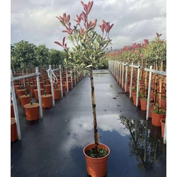 Örökzöld korallberkenye    PHOTINIA FRASERI PINK MARBLE T1/2 K9