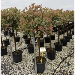 Örökzöld korallberkenye    PHOTINIA FRASERI PINK MARBLE T1/2 K30