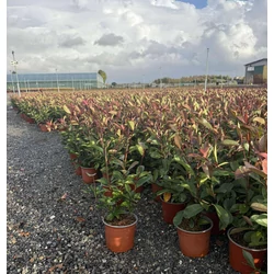 Örökzöld korallberkenye    PHOTINIA FRASERI RED ROBIN K3