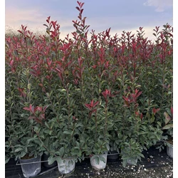 Örökzöld korallberkenye    PHOTINIA FRASERI RED ROBIN 80/+ K9