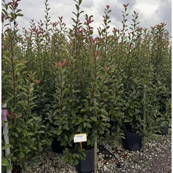 Örökzöld korallberkenye    PHOTINIA FRASERI RED ROBIN 175/200 K35