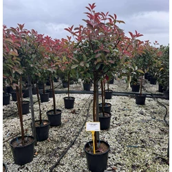 Örökzöld korallberkenye    PHOTINIA FRASERI RED ROBIN T1/2 K25