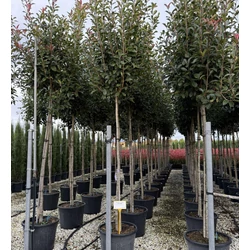 Örökzöld korallberkenye    PHOTINIA FRASERI RED ROBIN T200 14/16 K70