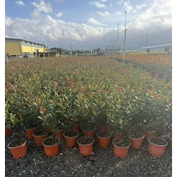Örökzöld korallberkenye    PHOTINIA FRASERI ROBUSTA COMPACTA K3