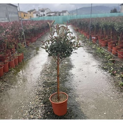 Örökzöld korallberkenye    PHOTINIA FRASERI ROBUSTA COMPACTA T1/4 K7