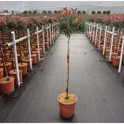 Örökzöld korallberkenye    PHOTINIA FRASERI ROBUSTA COMPACTA T1/2 K9