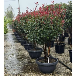 Örökzöld korallberkenye    PHOTINIA FRASERI ROBUSTA COMPACTA TÖBBTÖRZSES 120/150 LAPOS TÁLBAN K35