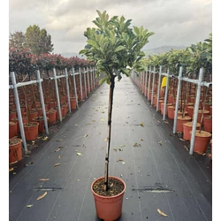 Örökzöld korallberkenye    PHOTINIA FRASERI PINK CRISPY T1/2 K9