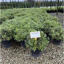 Törpe kínai enyvesmag  PITTOSPORUM TOBIRA NANUM VARIEGATUM 40/60 K9