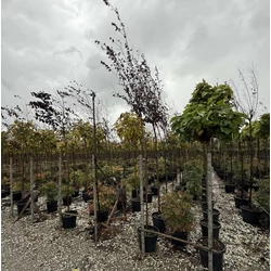 Vérszilva     PRUNUSN CERASIFERA PISSARDII NIGRA T200 8/10 K30